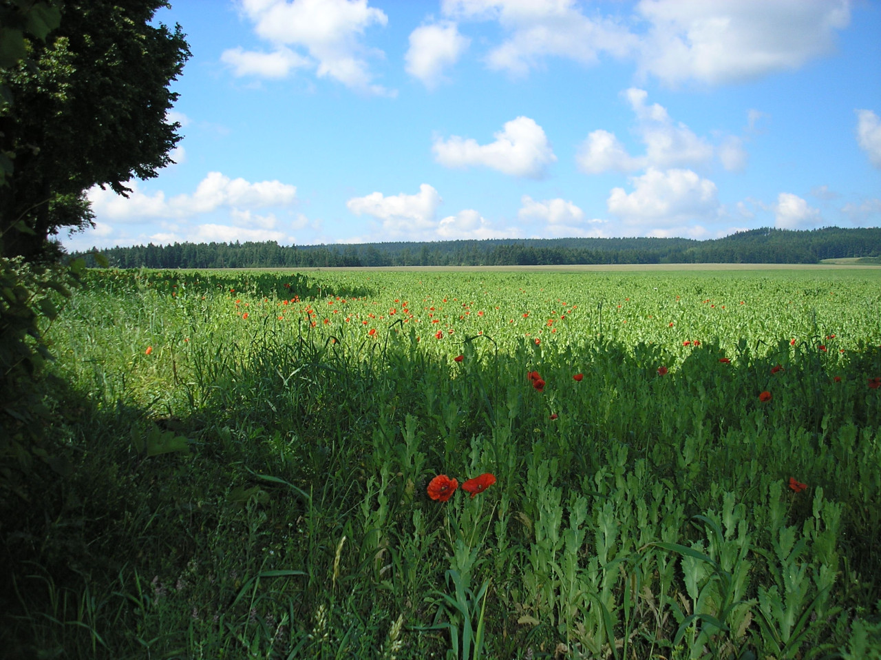 Tapeta krajina_nad_radimeri_2