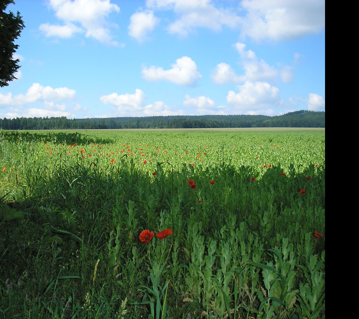 Tapeta krajina_nad_radimeri_2