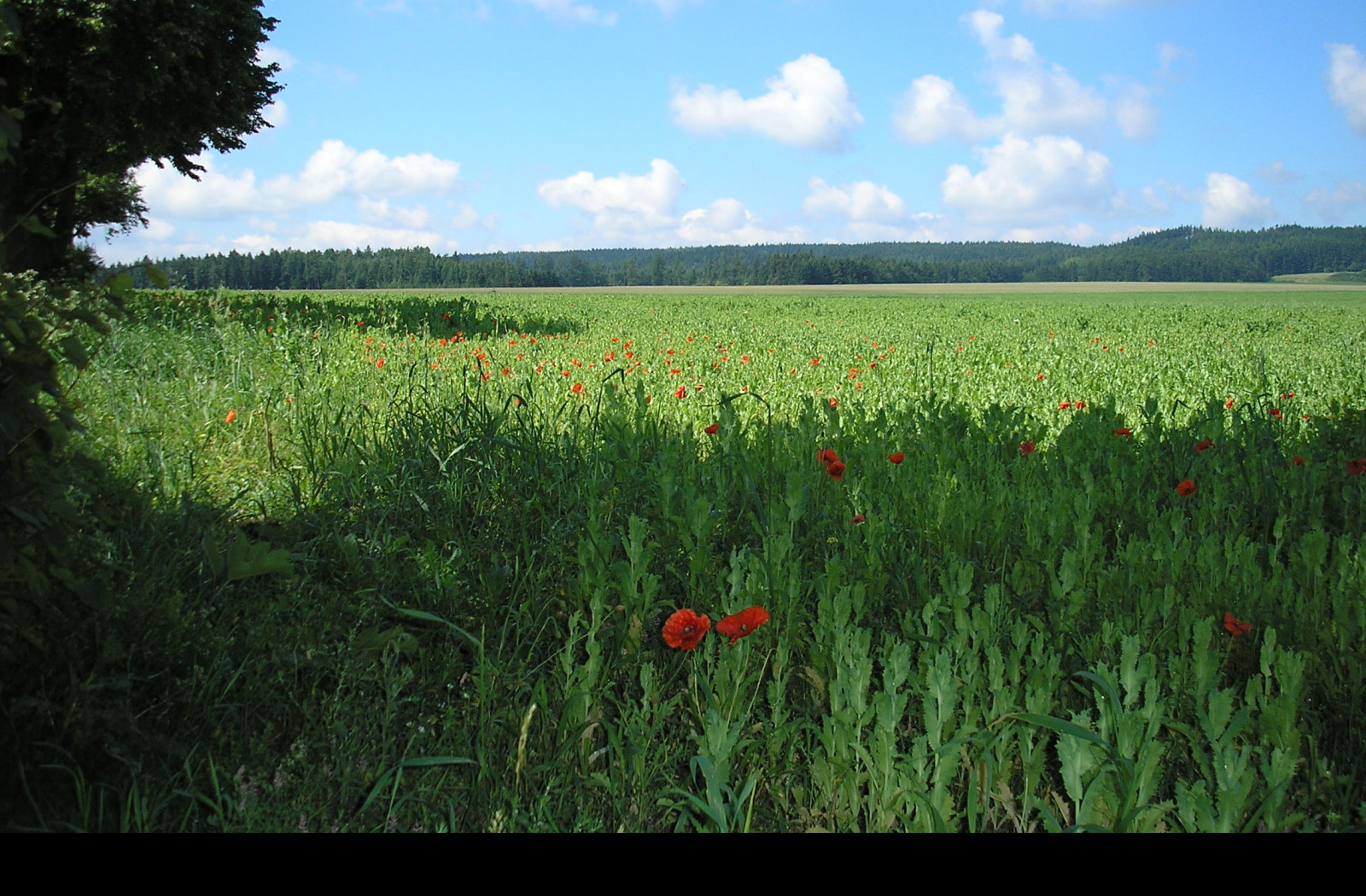 Tapeta krajina_nad_radimeri_2