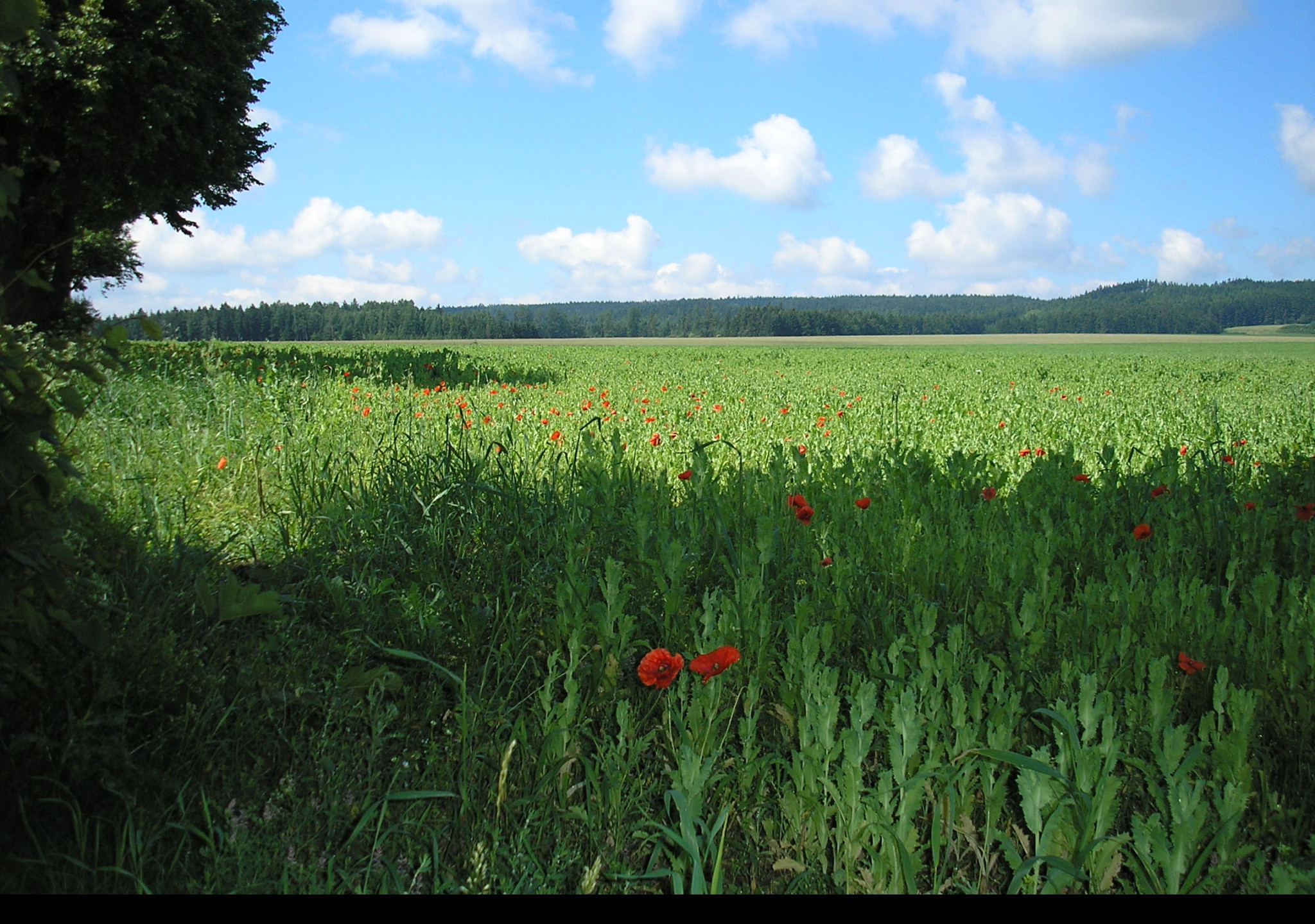 Tapeta krajina_nad_radimeri_2