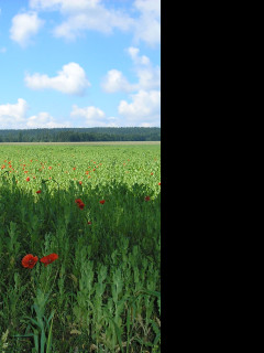 Tapeta krajina_nad_radimeri_2