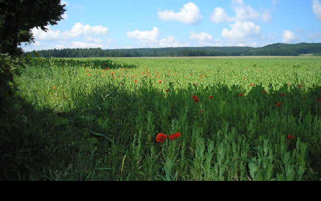 Tapeta krajina_nad_radimeri_2