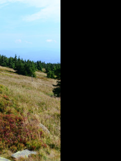 Tapeta kralicky_sneznik_11