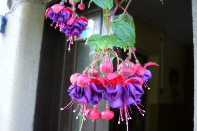 Tapeta: Krsa fuchsii