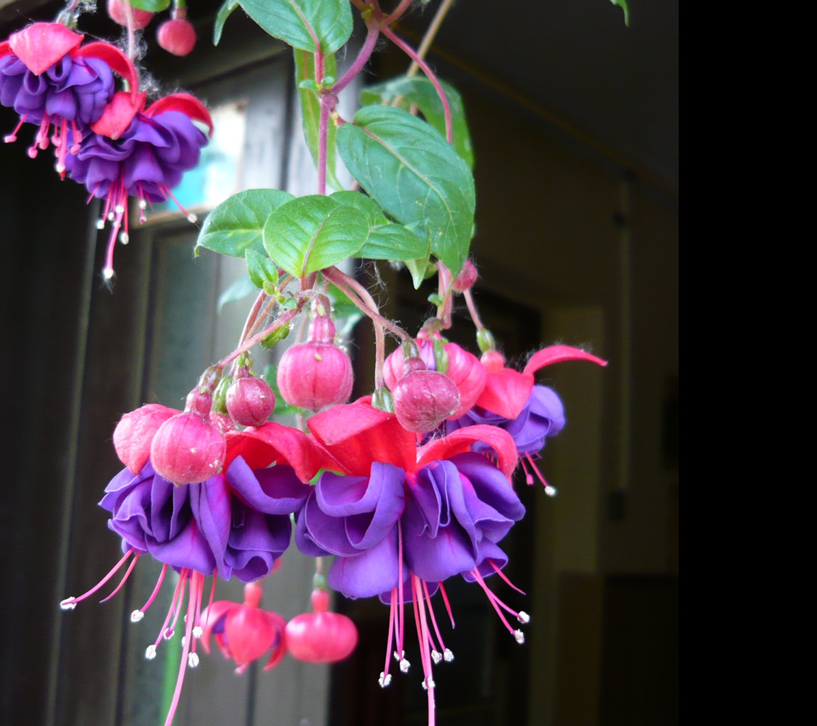 Tapeta krasa_fuchsii