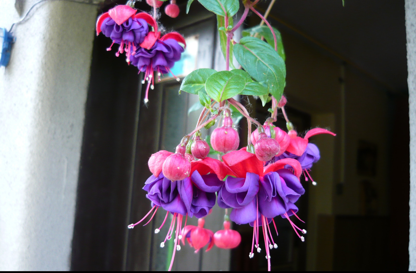 Tapeta krasa_fuchsii