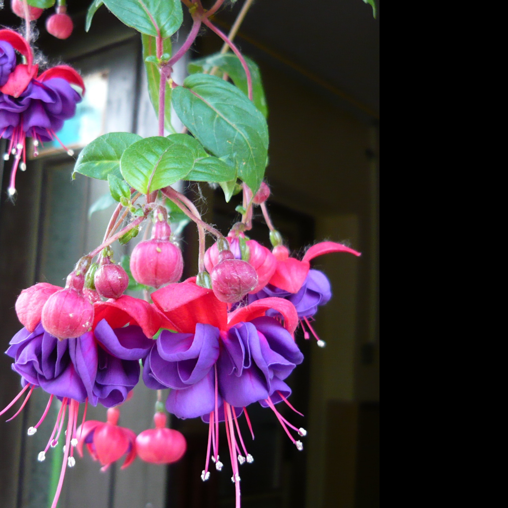 Tapeta krasa_fuchsii