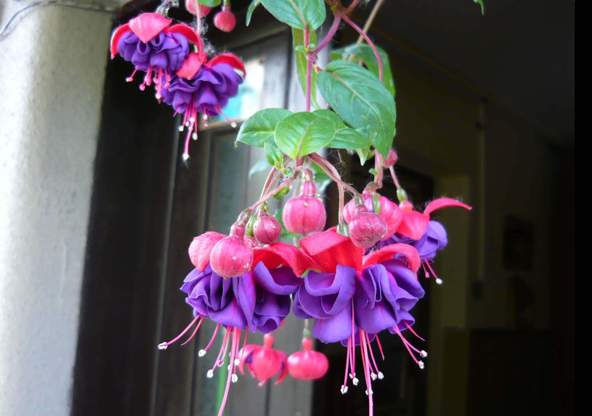 Tapeta krasa_fuchsii