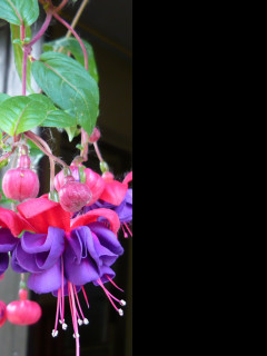 Tapeta krasa_fuchsii