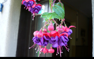Tapeta krasa_fuchsii