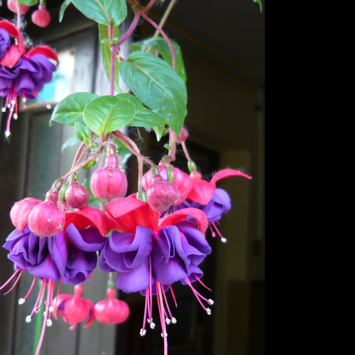 Tapeta krasa_fuchsii