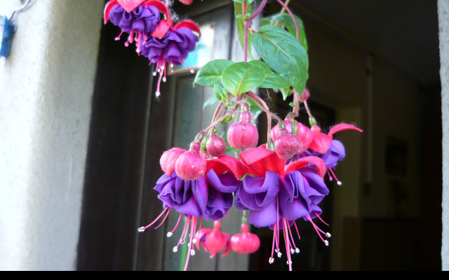 Tapeta krasa_fuchsii