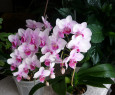 Tapeta Krása orchidei