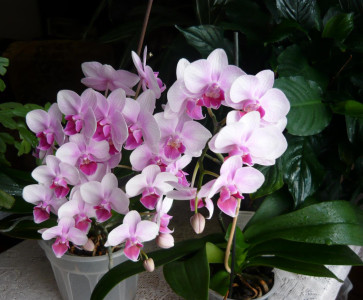 Tapeta: Krsa orchidei