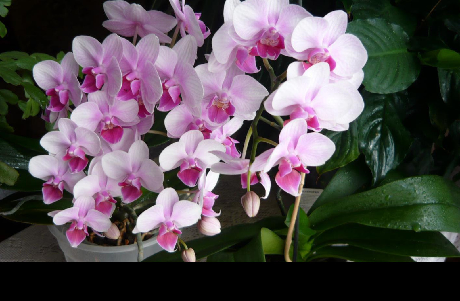 Tapeta krasa_orchidei