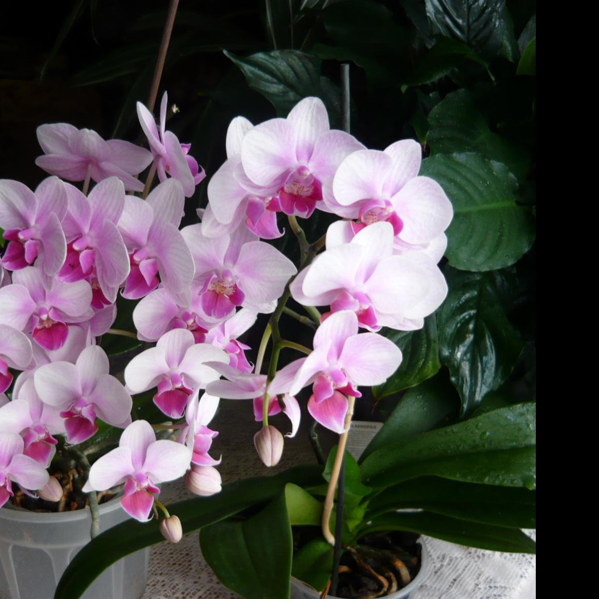 Tapeta krasa_orchidei