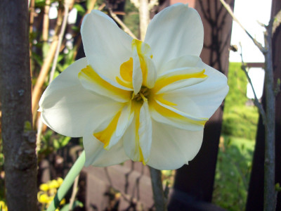 Tapeta: Kr�sn� narcis