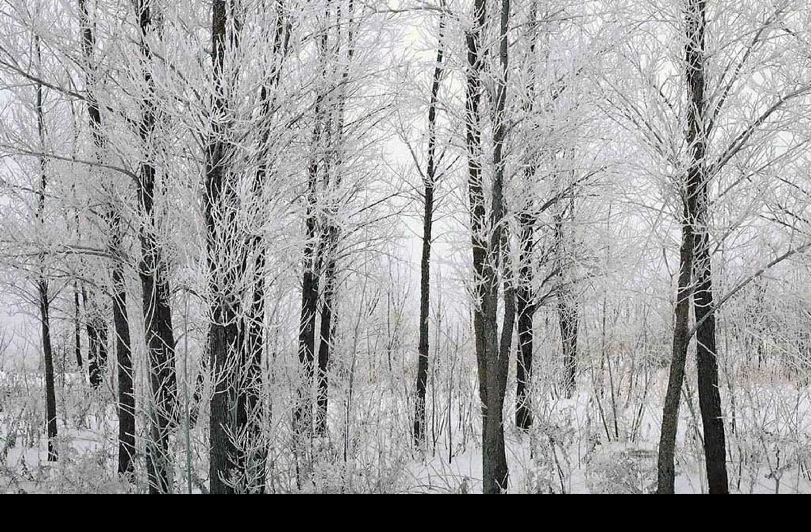 Березки лед. Зимние деревья и кустарники. Лиственные леса зимой. Зимнее дерево. Зима в лесу.
