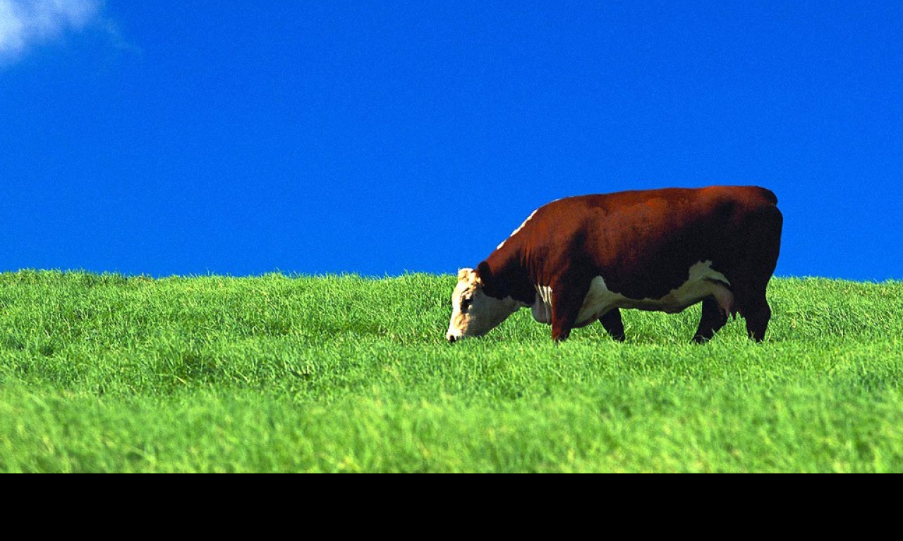 Tapeta kravicky3