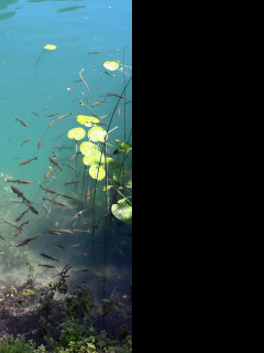 Tapeta krka_12