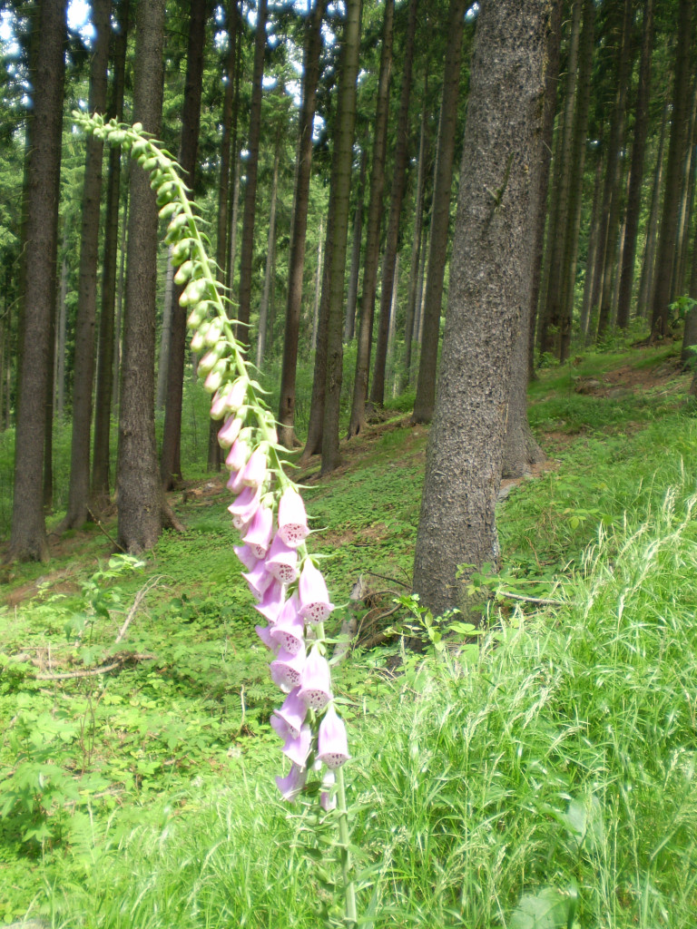 Tapeta krkonosska_priroda