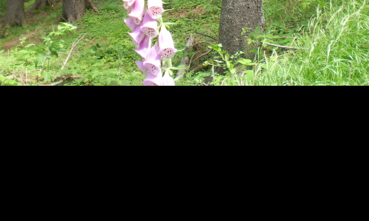 Tapeta krkonosska_priroda