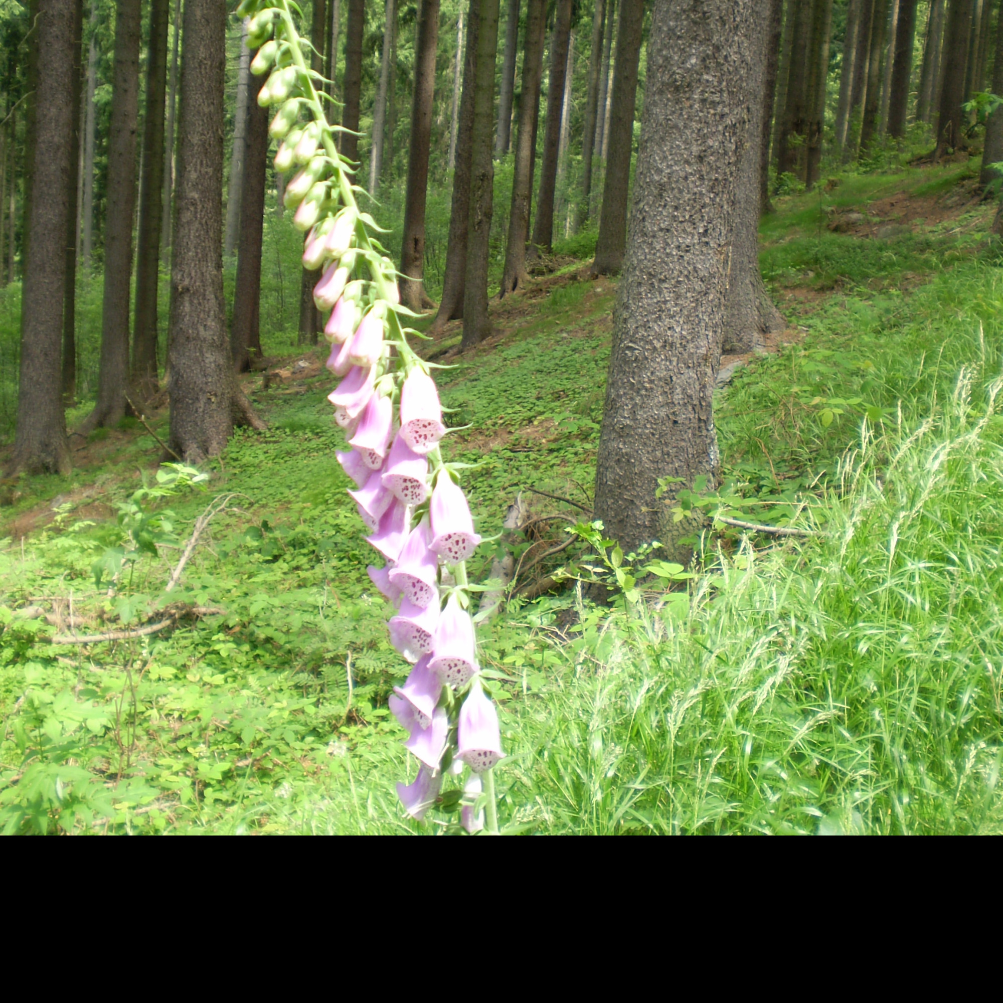 Tapeta krkonosska_priroda