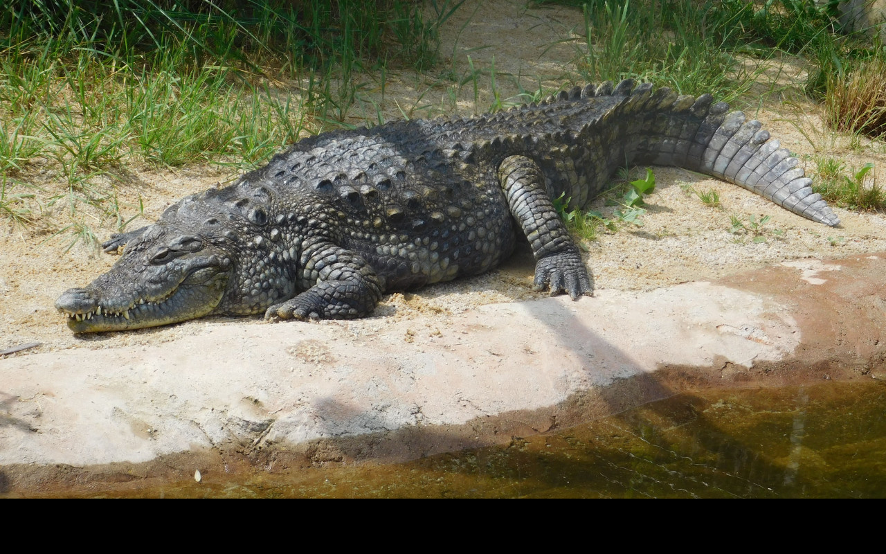 Tapeta krokodyl