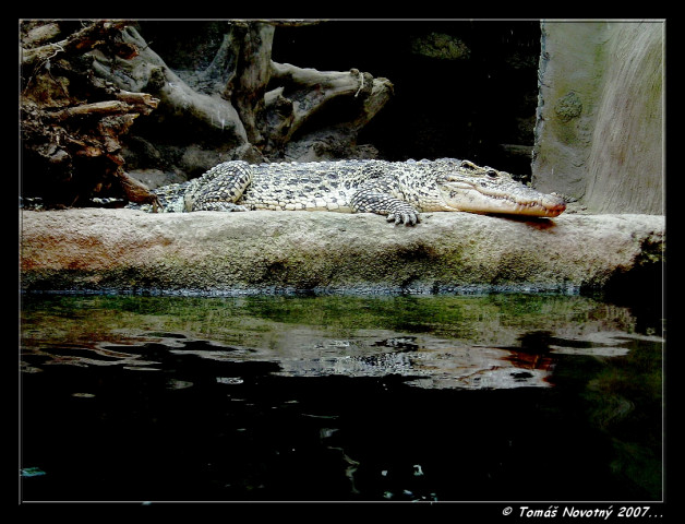 Tapeta krokodyl_v_zoo_lesna