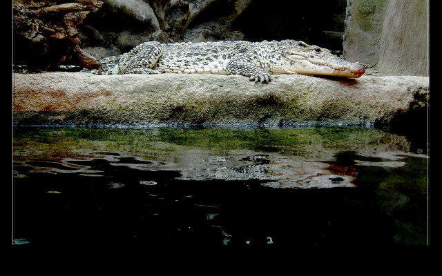 Tapeta krokodyl_v_zoo_lesna