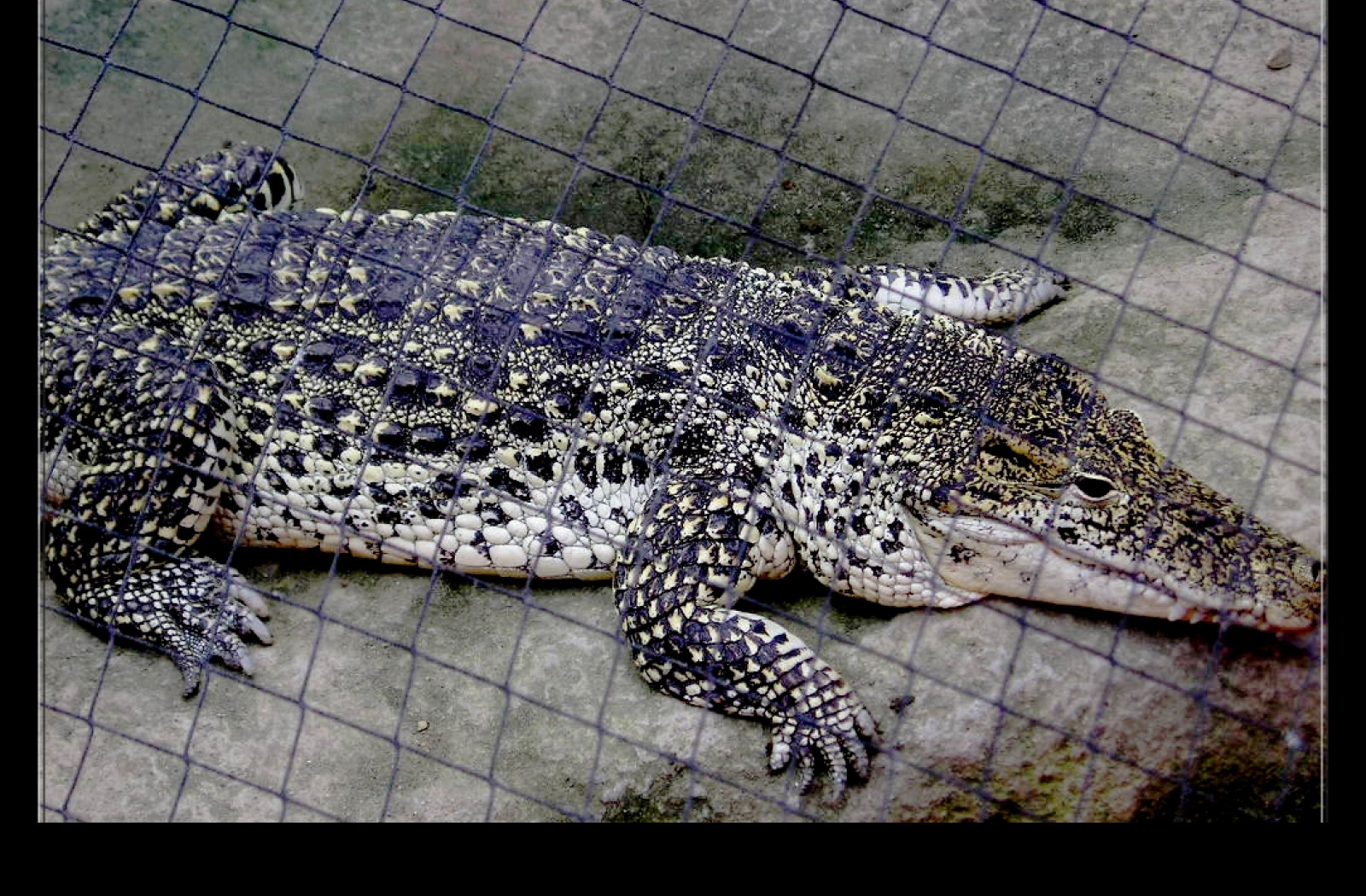 Tapeta krokodyl_zoo_lesna_zlin