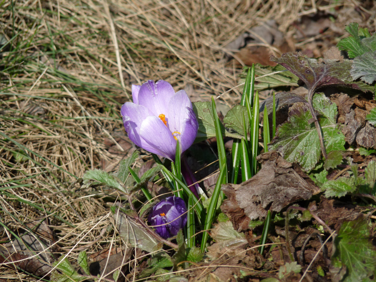 Tapeta krokus_