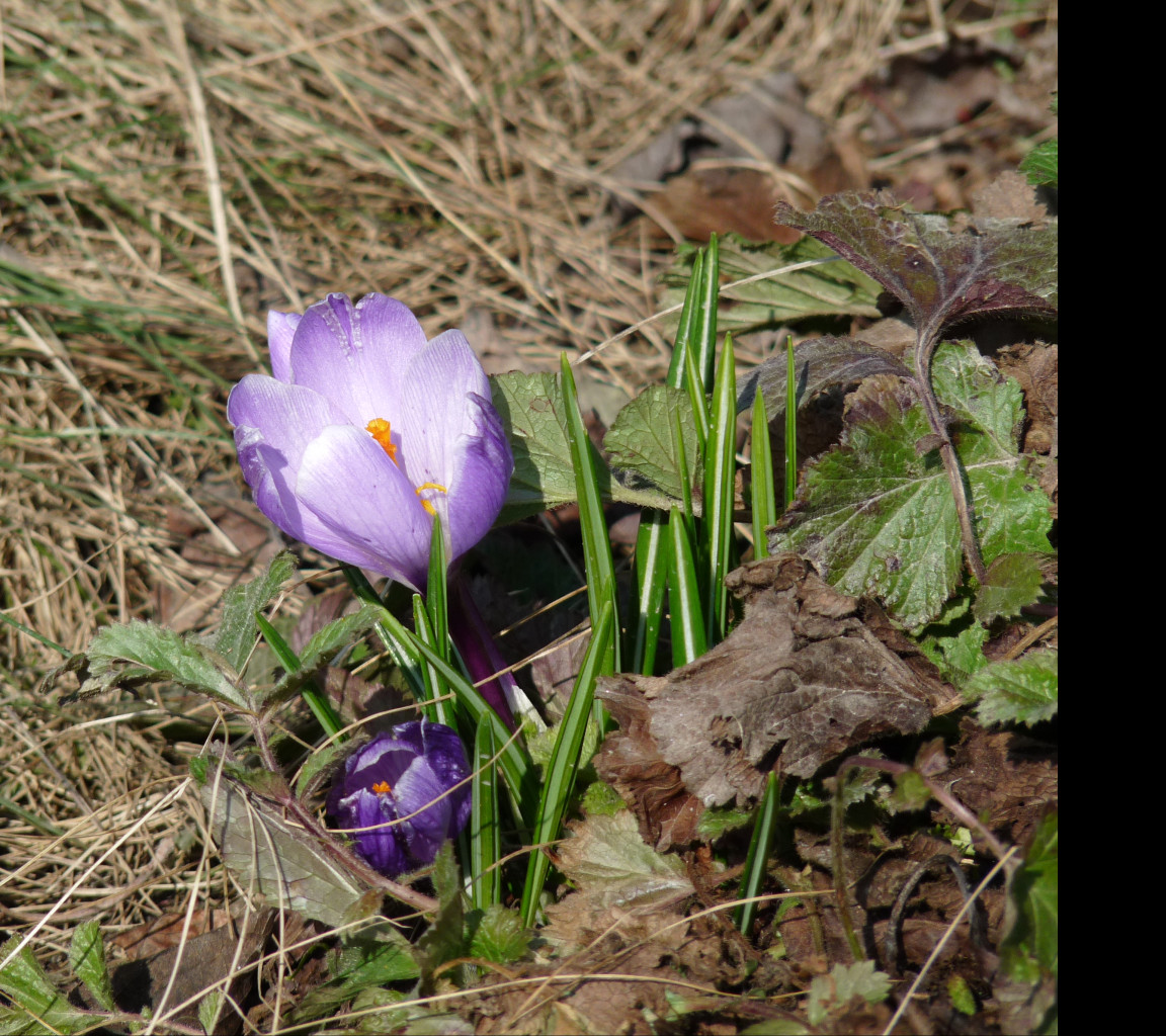 Tapeta krokus_