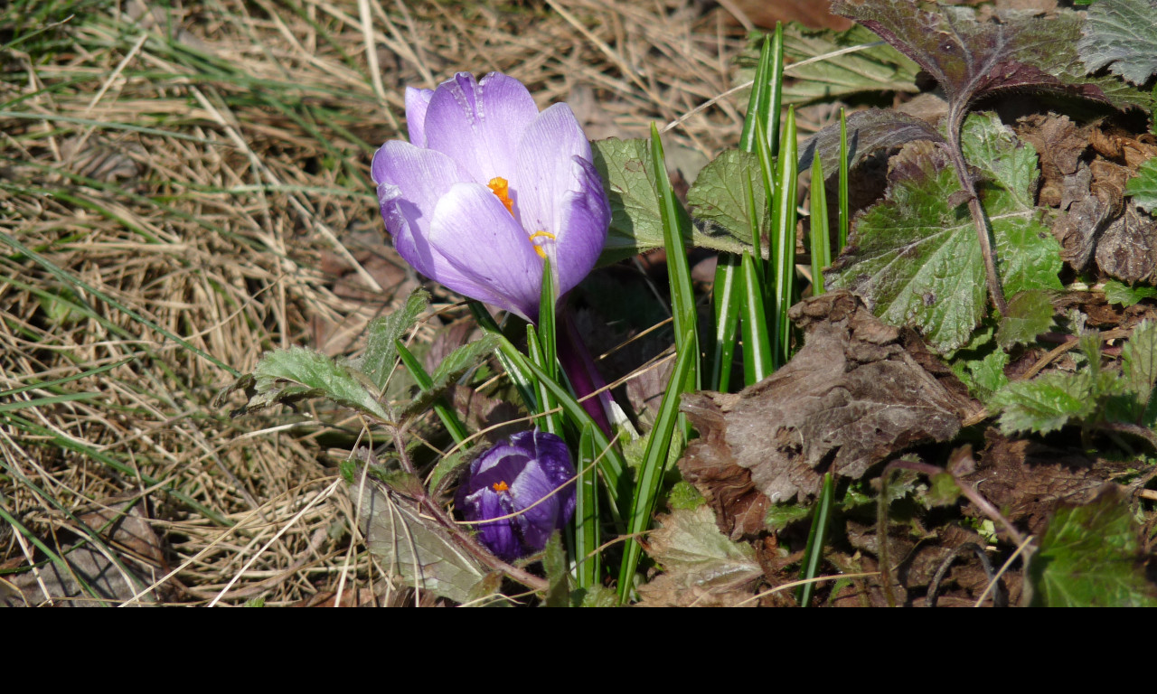 Tapeta krokus_