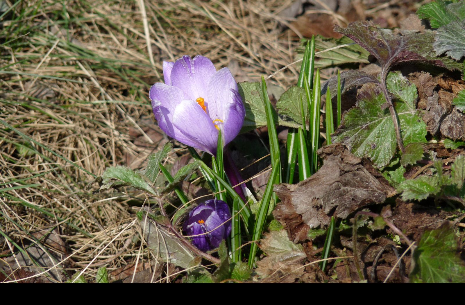 Tapeta krokus_