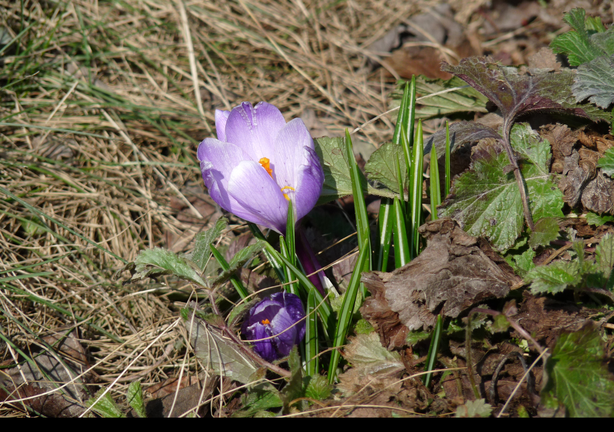 Tapeta krokus_