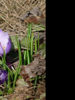 Tapeta krokus_