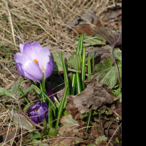 Tapeta krokus_