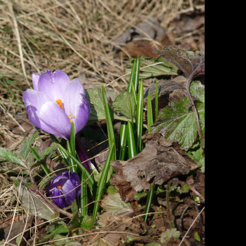 Tapeta krokus_