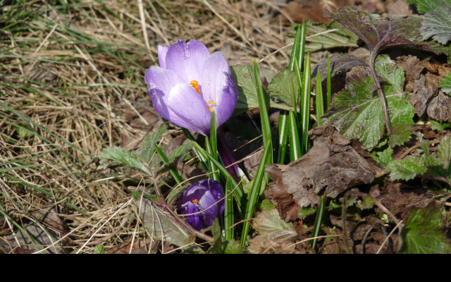 Tapeta krokus_