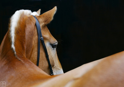 Tapeta: Kůň s černým pozadím