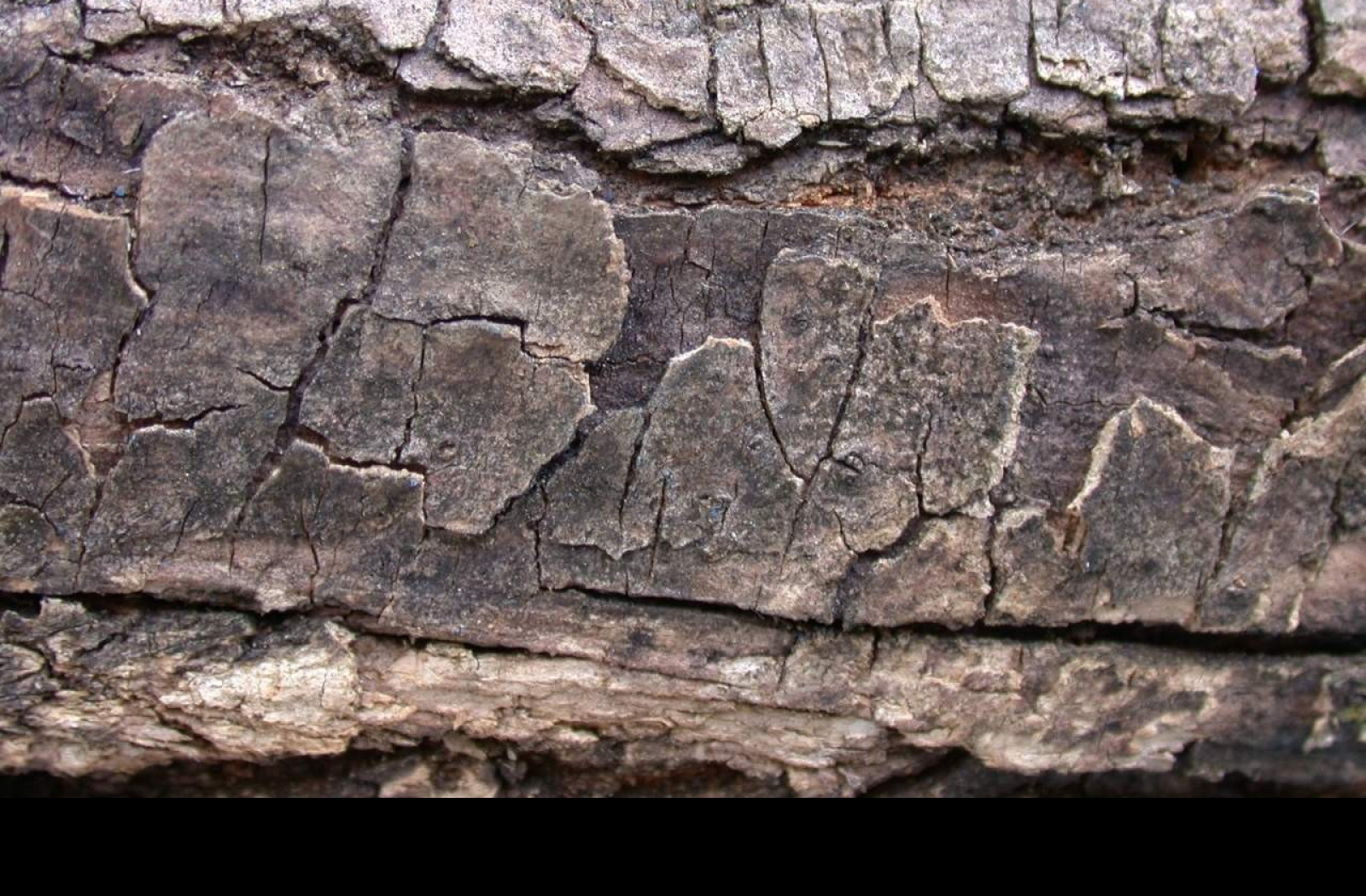 Tapeta kurastromu11