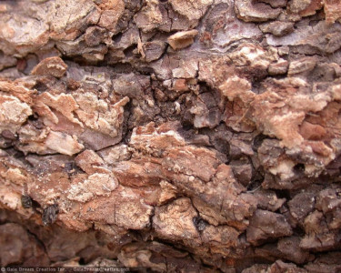 Tapeta: K�ra stromu 6