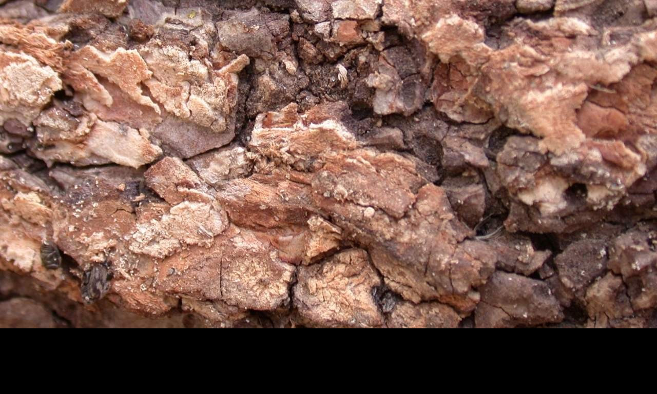 Tapeta kurastromu6