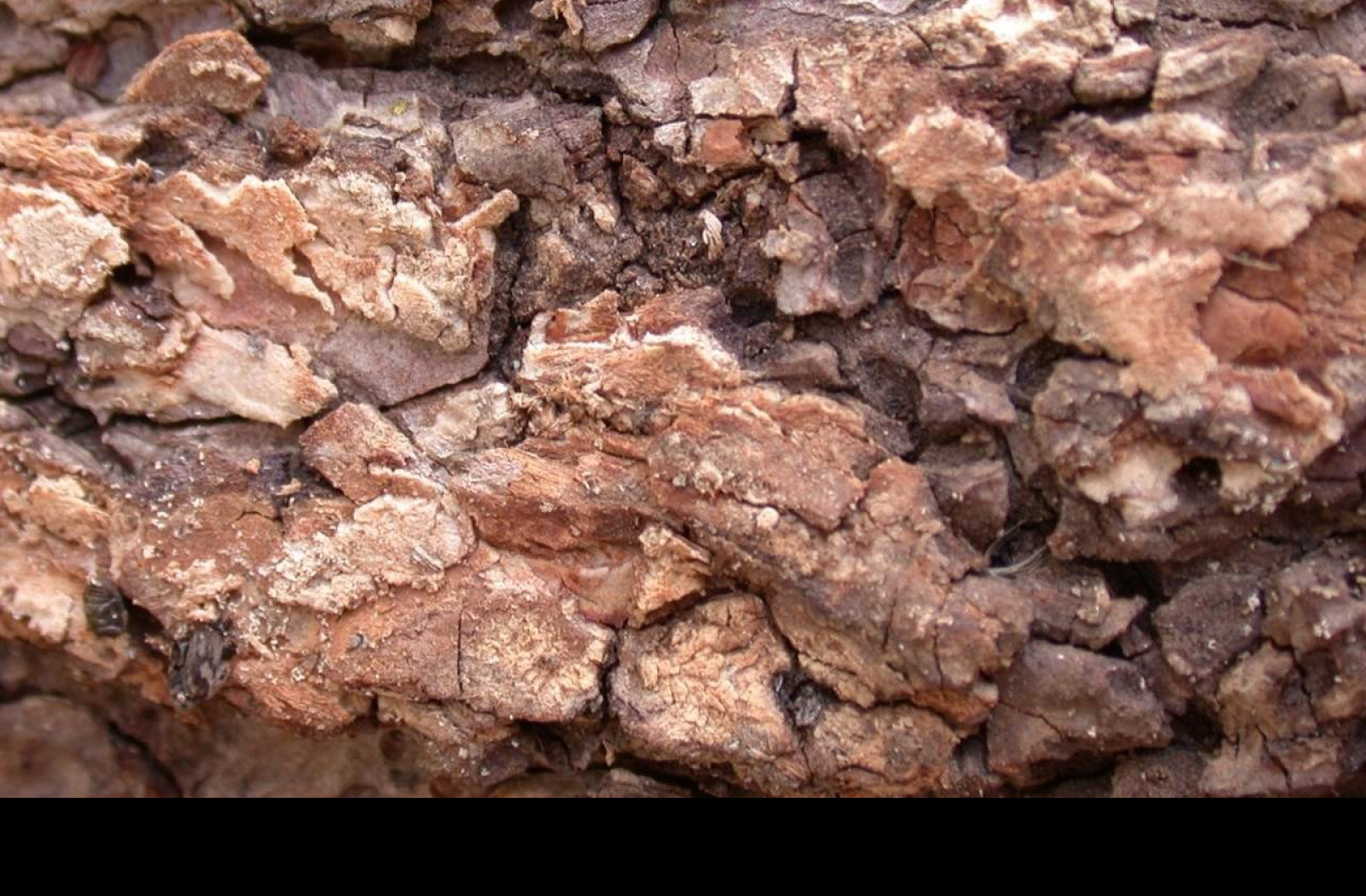 Tapeta kurastromu6