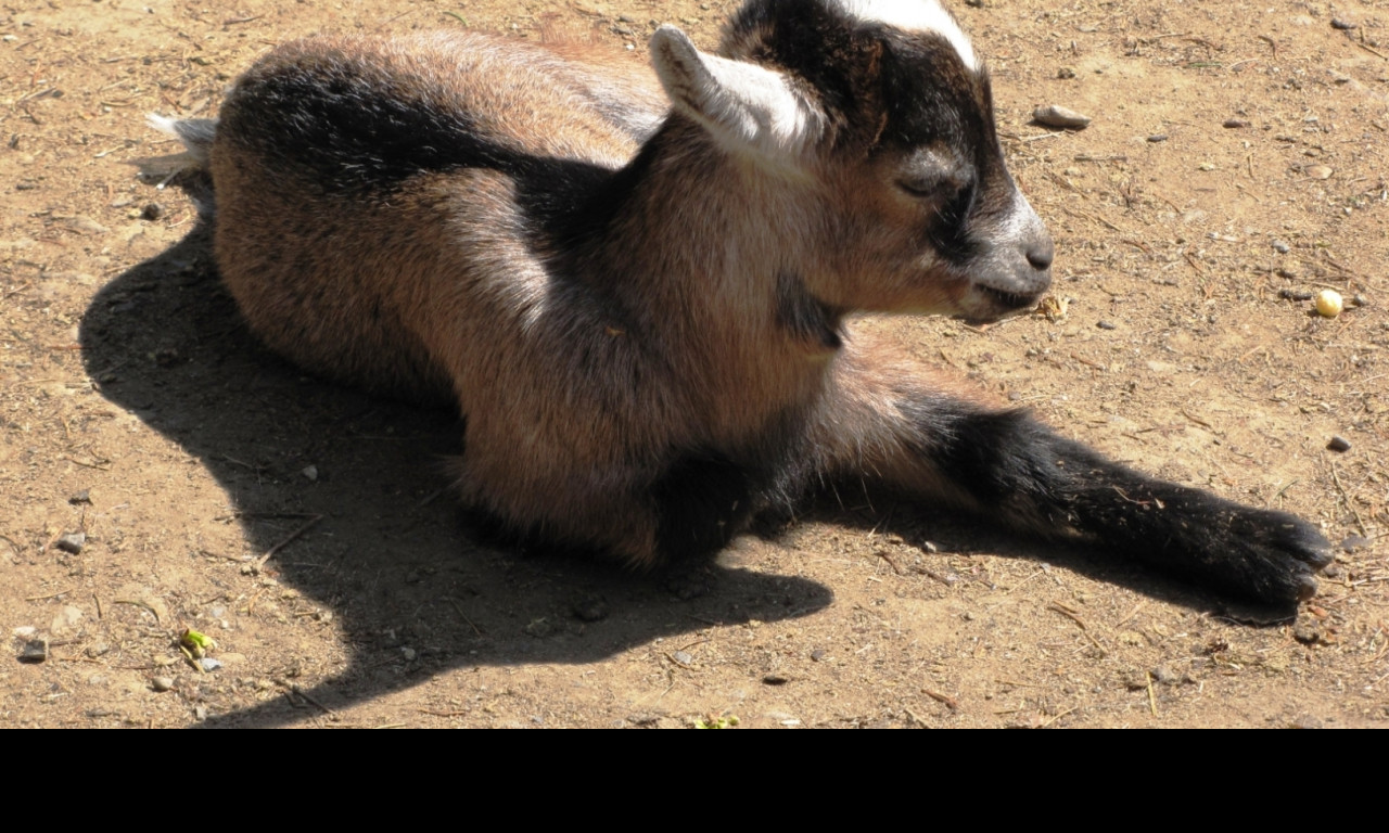 Tapeta kuzle___zoo_olomouc