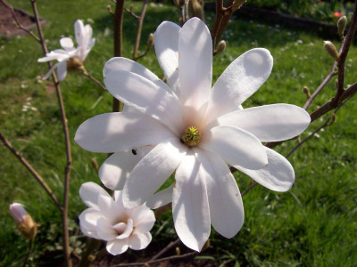 Tapeta: Kv�t b�l� magnolie