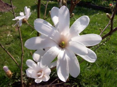 Tapeta: Kvt bl magnolie