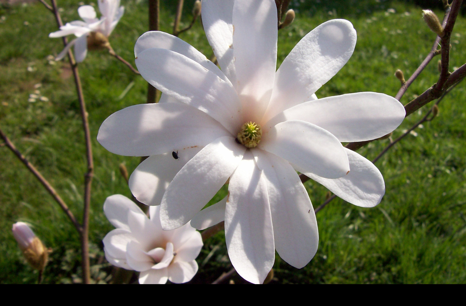 Tapeta kvet_bile_magnolie