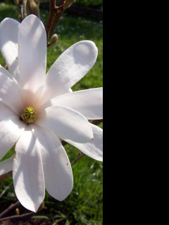 Tapeta kvet_bile_magnolie